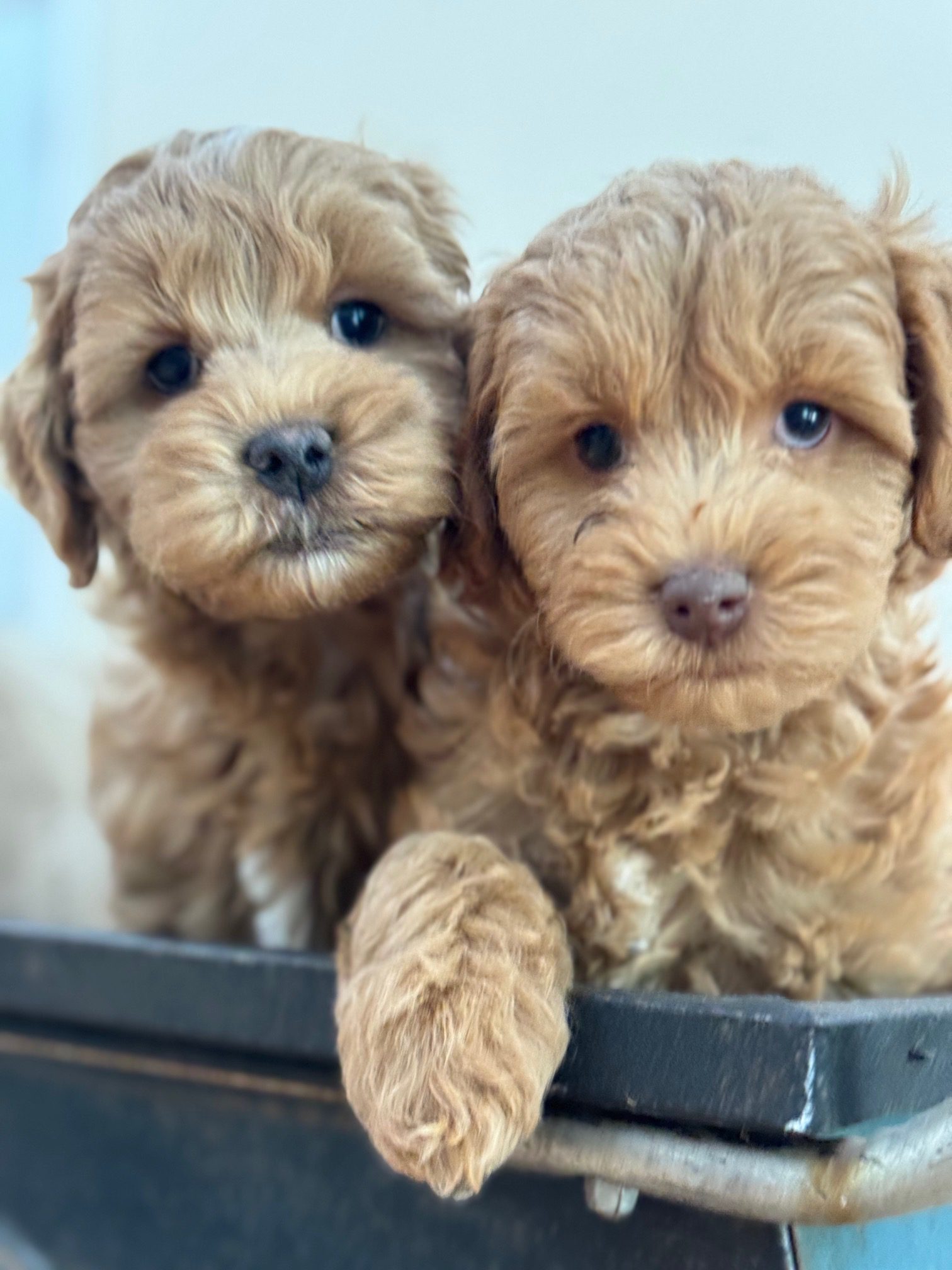 B6B56990-AA17-4BD8-9CD1-63BAC8ADF1FE laurel path labradoodles